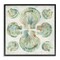 Stupell Industries Saltwashed Shells Symmetry Framed Giclee, design by June Erica Vess